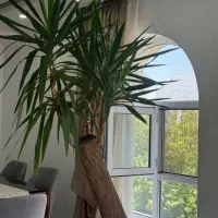 بخاری در و پنجره جاکولری