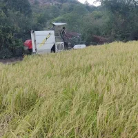 برنج فجر  ۲۵کیلو باقی مانده