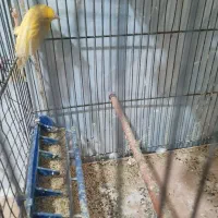 قناری ماده اماده