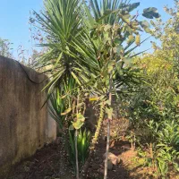 فروش گل جهت اکسیژن برای محوطه و|گل و گیاه طبیعی|لوشان, |دیوار