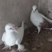کفتر