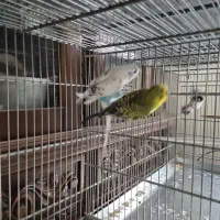جفت مرغ عشق مولد