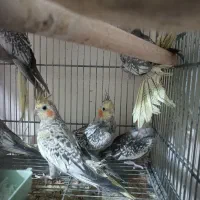 عروس هلندی