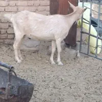 بز سانن اصل آبستن سه کیلو شیر