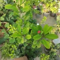 گلدون پریوش زیبا مخصوص باغچه در تمام فصلها گل دارد|گل و گیاه طبیعی|نورآباد ممسنی, |دیوار