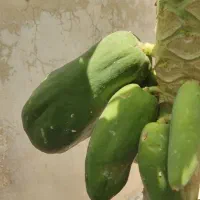 فروش-باغ-نخل-و-لیمو-و-زمین-خالی