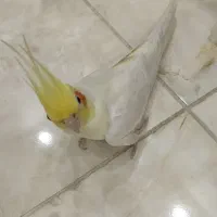 عروس هلندی نر و ماده