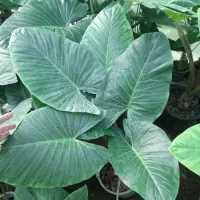 فروش عمده انواع گل های آپارتمانی|گل و گیاه طبیعی|بابل, |دیوار