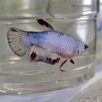 ماهی فایتر پلاکت|ماهی|خرمآباد, |دیوار