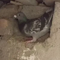 کفتر معاوضه