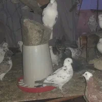 کبوتر|پرنده|سیرجان, |دیوار