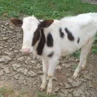 گوساله. امیدیه