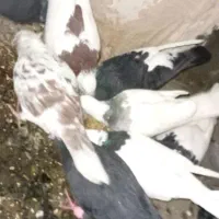 کفتر مفت