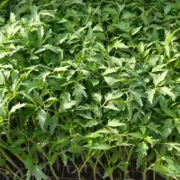 فروش انواع نهال گوجه فلفل بامیه و خیار