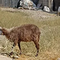 بز و بزغاله|حیوانات مزرعه|کرج, شاهینویلا|دیوار