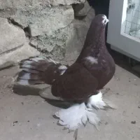 کبوتر دم چتری کم یاب