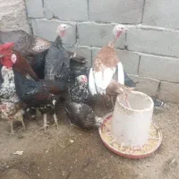 مرغ گلین با بوقلمون
