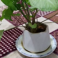 گل طبیعی|گل و گیاه طبیعی|ایلام, |دیوار