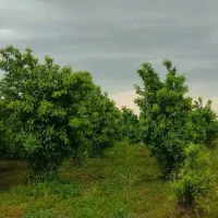 باغ-شمس-آباد-معاوضه-با-خودرو-با-ملک-اهواز