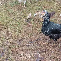 مرغ گلین لری