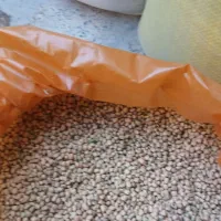 لوبیا|عمدهفروشی|دره شهر, |دیوار