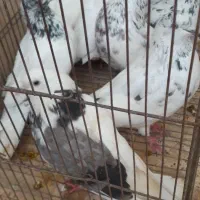 کبوتر|پرنده|رشت, حومه رشت|دیوار