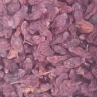 مویز قلمی