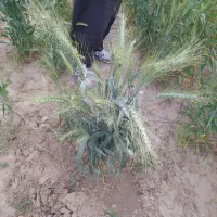 بذر گندم اوکراینی|خدمات باغبانی و درختکاری|ایلام, |دیوار