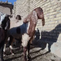 بز نر|حیوانات مزرعه|قیدار, |دیوار