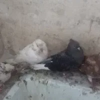سه‌عدد‌کبوتر‌|پرنده|گمیشان, |دیوار