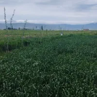 فروش و معاوضه زمین آبی در بیلوردی|فروش دفتر صنعتی، کشاورزی، تجاری|خواجه, |دیوار