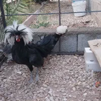 دو عدد خروس ویک عدد مرغ  نژاد سلطان|حیوانات مزرعه|طبس, |دیوار