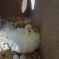 عروس هلندی جفت|پرنده|تربت جام, جامرود|دیوار