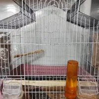 عروس هلندی جوان|پرنده|بستان آباد, |دیوار