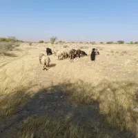 میش|حیوانات مزرعه|کازرون, |دیوار