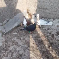 پنج تا سید|پرنده|قوچان, |دیوار