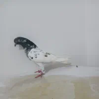 کبوتر غریب گیری|حیوانات|آق قلا, |دیوار