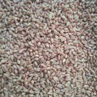 گندم بذریپیشگام|عمدهفروشی|صحنه, |دیوار