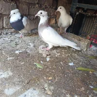 کبوتر|پرنده|مینودشت, |دیوار