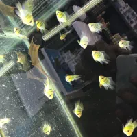 ماهی اکواریوم فیلتر پمپ اروانا دیسکس تجهیزات|ماهی|اصفهان, سرچشمه|دیوار