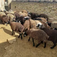 فـروشَ بره ژِنِ گوسفند resope میش شال قَزوین|حیوانات|کاشان, |دیوار