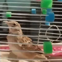 فروش یا معاوضه قناری