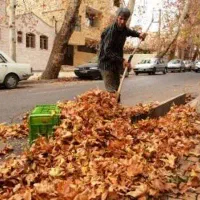 خریدار برگ چنار