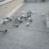 فروش کبوتر|پرنده|گرمسار, |دیوار