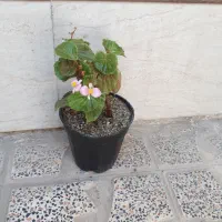 شمعدونی