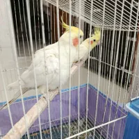 عروس هلندی جفت|پرنده|مهریز, |دیوار