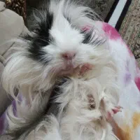 خوکچه هندی فشن به همراه وسایل