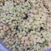 انگور‌فخری‌