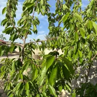 باغچه-550متری