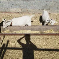 بز سانن کلار و یک راس نر سانن جوان|حیوانات مزرعه|بروجن, |دیوار